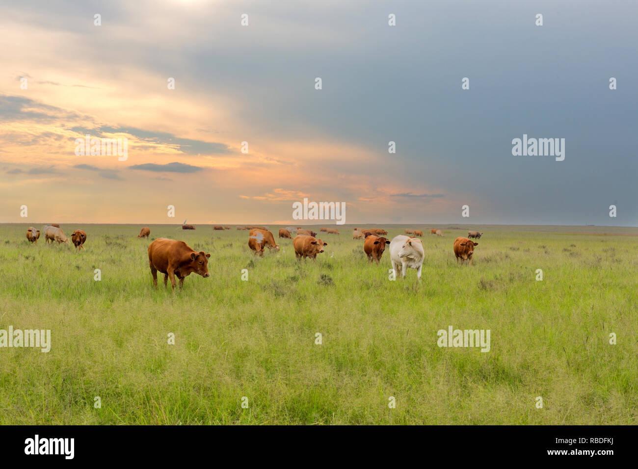 Cattle at sunset Stock Photo Alamy