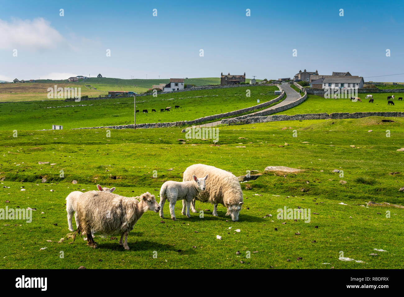 Sheep grazing in the pasture at a small village in the countryside near Lerwick, Shetland, Scotland, United Kingdom, Europe. Stock Photo