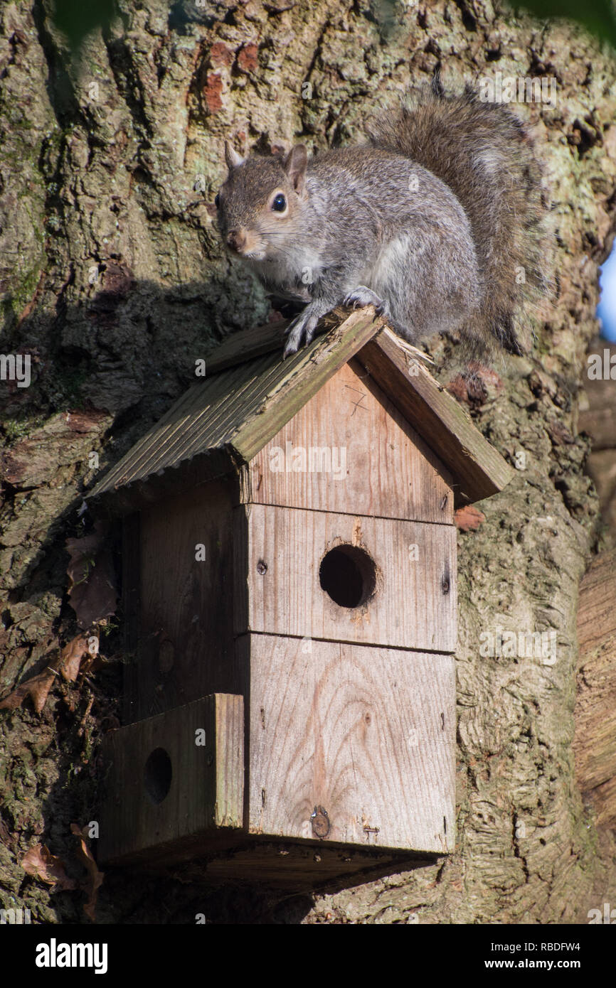 Grey squirrel nest hires stock photography and images Alamy
