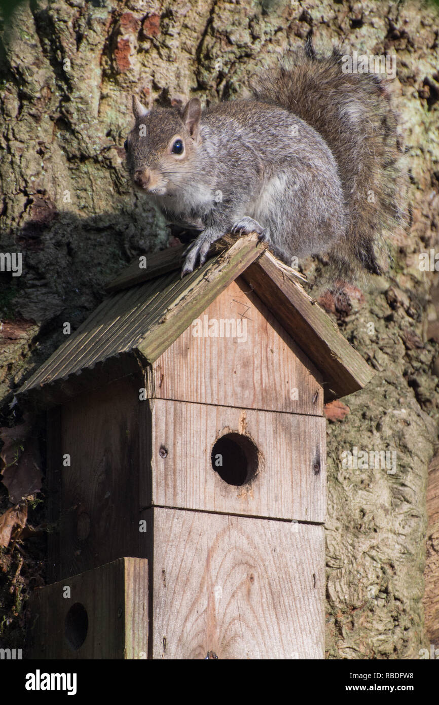 Grey squirrel (Sciurus carolinensis) on top of a bird nest box in a mature oak tree, UK Stock Photo