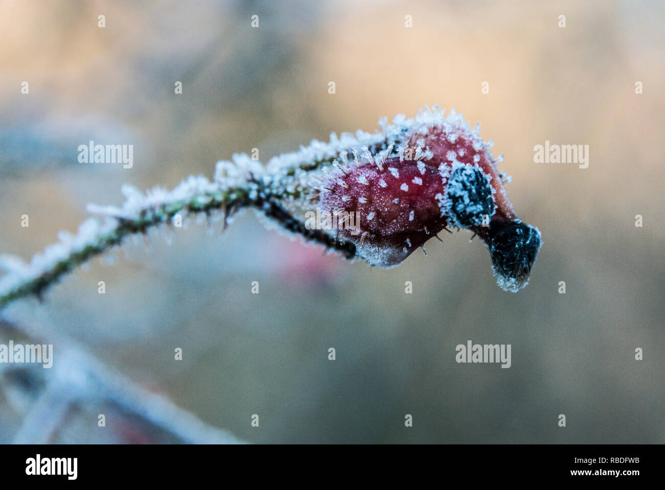 Rose hips covered in a winter frost Stock Photo - Alamy