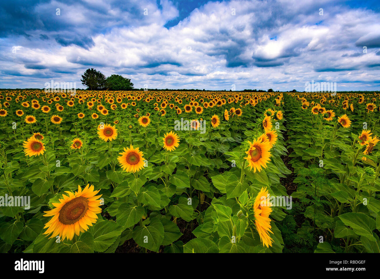 Vibrant sunflower field in summer Stock Photo