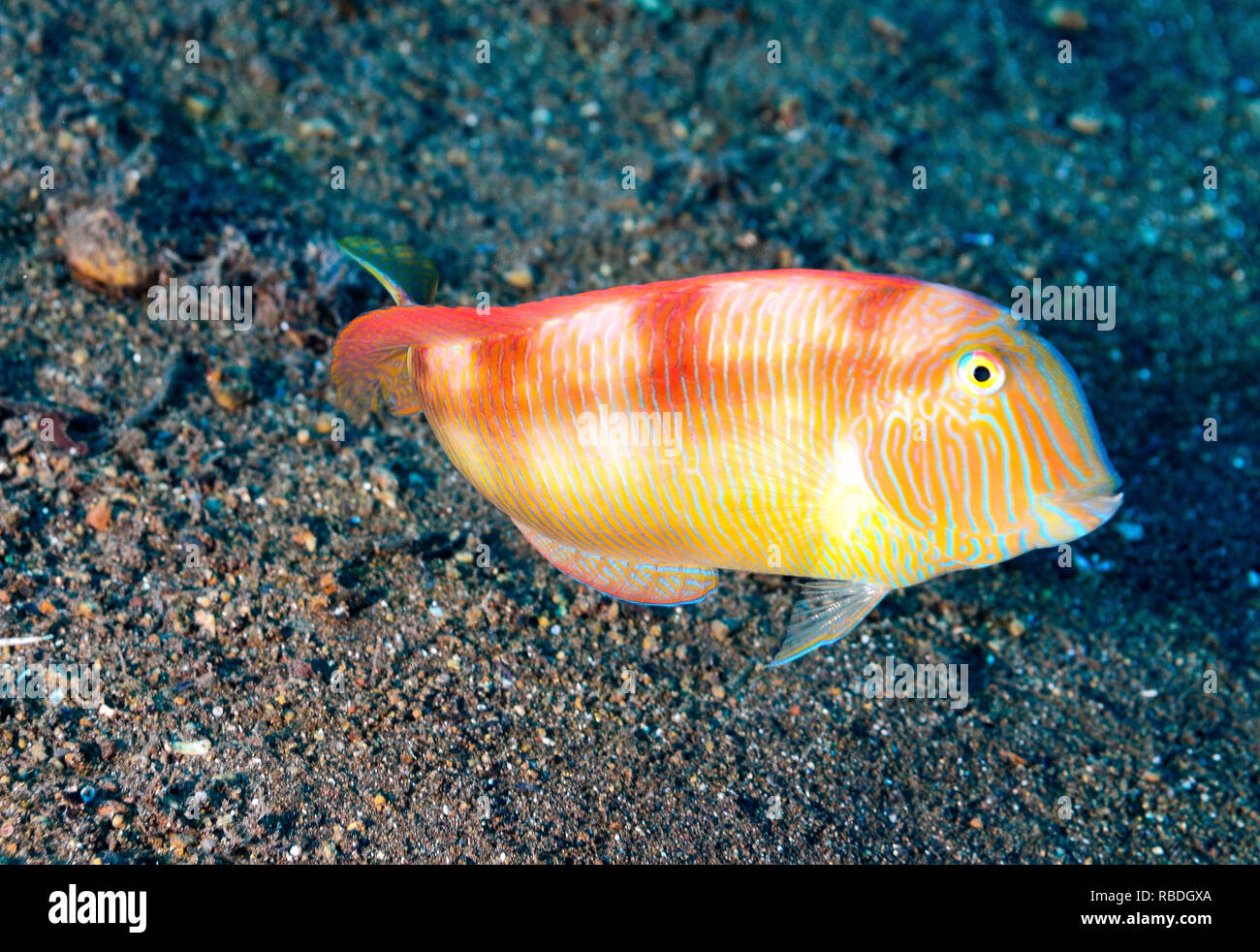Pearly Razorfish in Tenerife - Canary Islands Stock Photo - Alamy