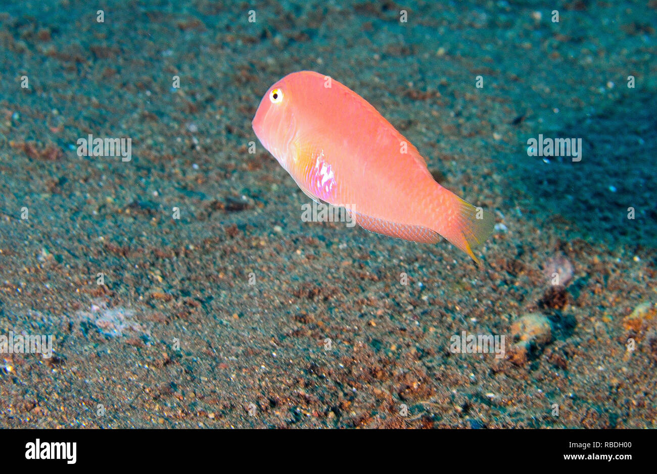Pearly Razorfish in Tenerife - Canary Islands Stock Photo - Alamy