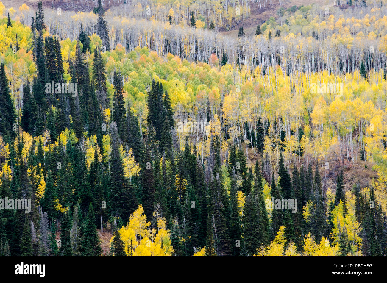 Aspens at Peak Color in the Colorado Rocky Mountains Stock Photo Alamy