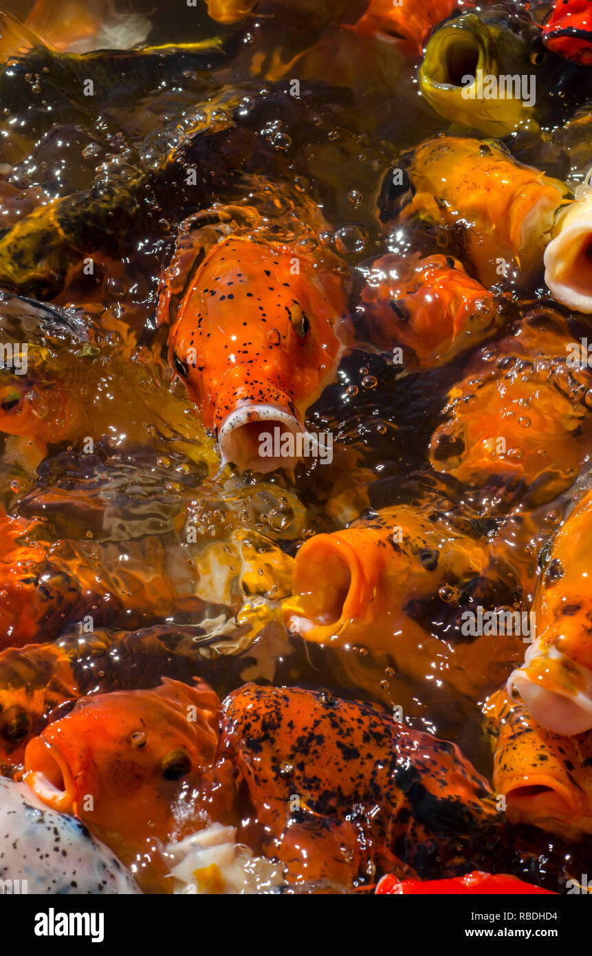 Colorful Carp Swimming in Traditional Japanese Koi Pond in Lehigh, Utah