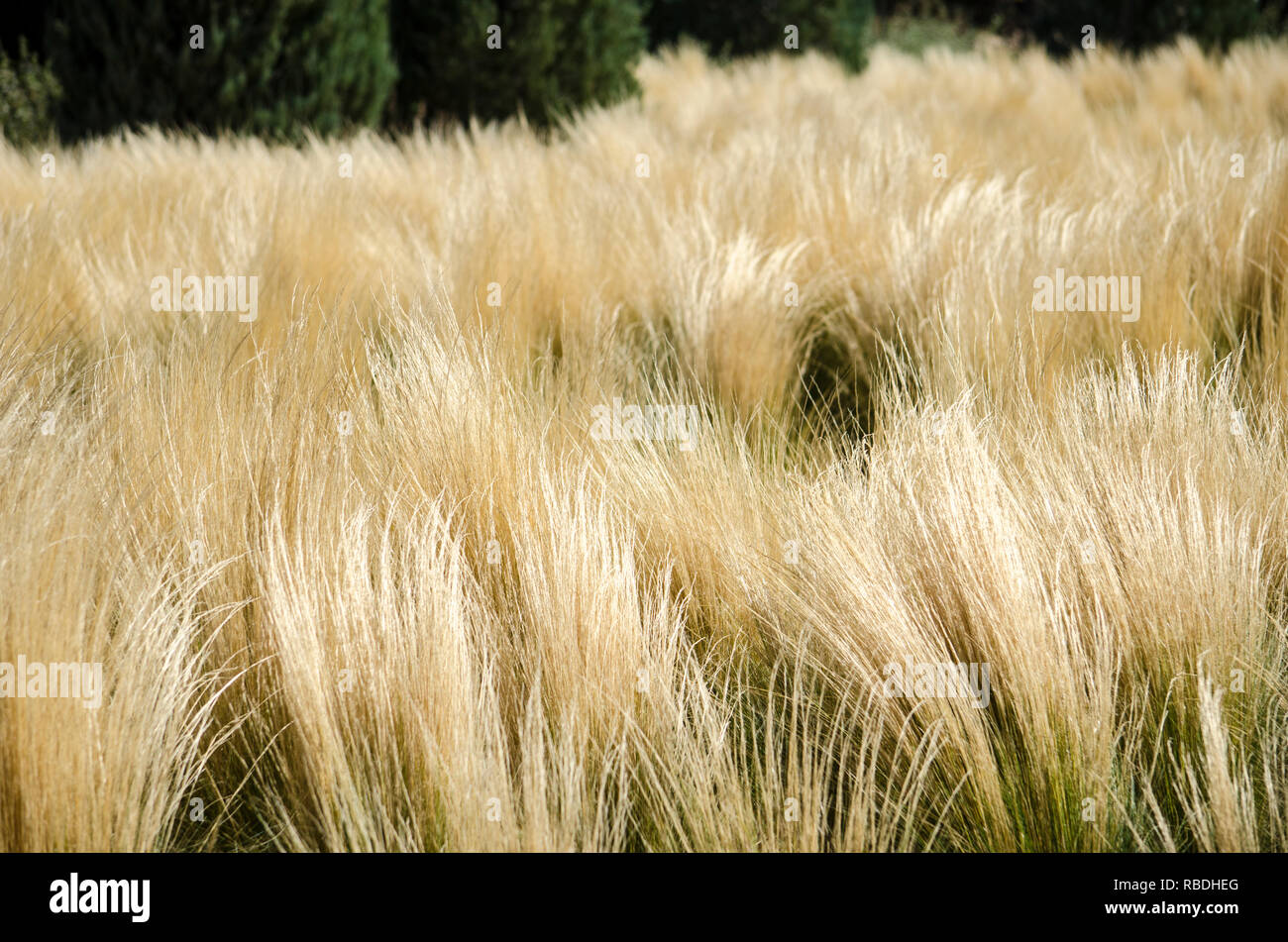 Abstract dried yellow ornamental grasses blowing in the wind background
