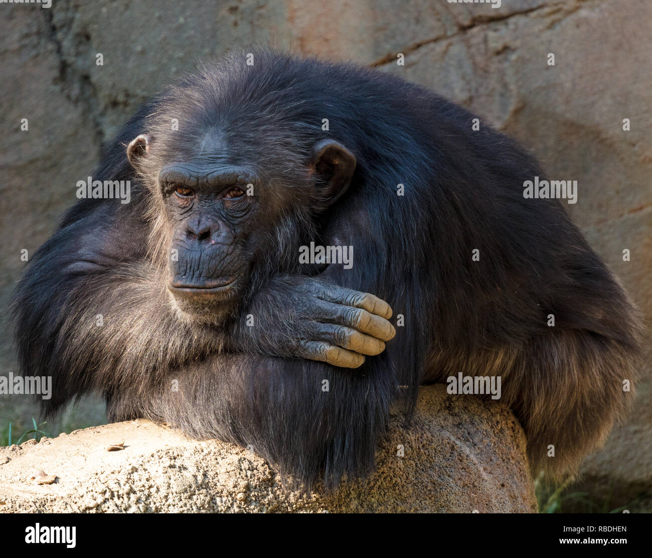 Chimpanzee thinking Stock Photo