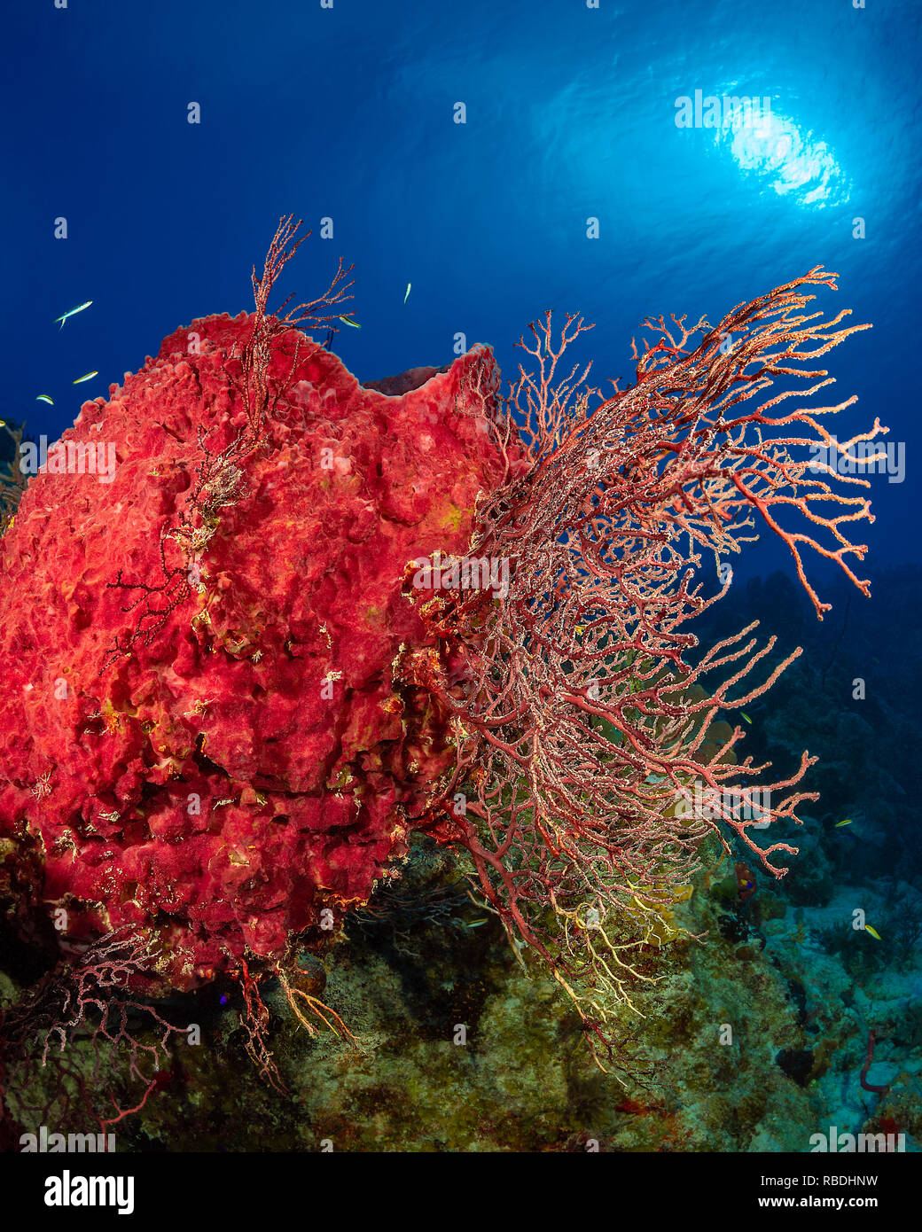 Red sponge and soft coral in a tropical reef with clear blue water and ...