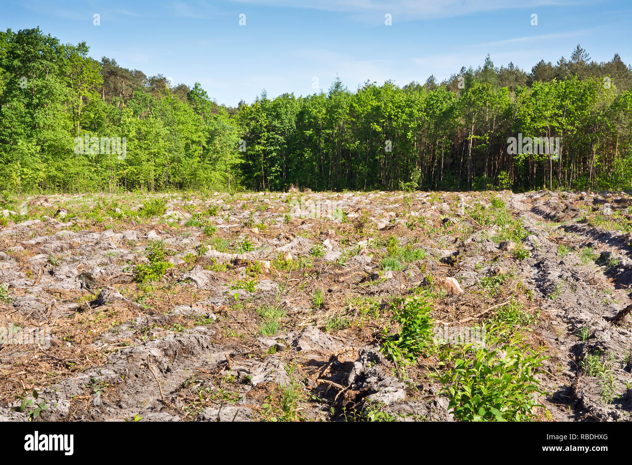 Sunny clearing hi-res stock photography and images - Alamy