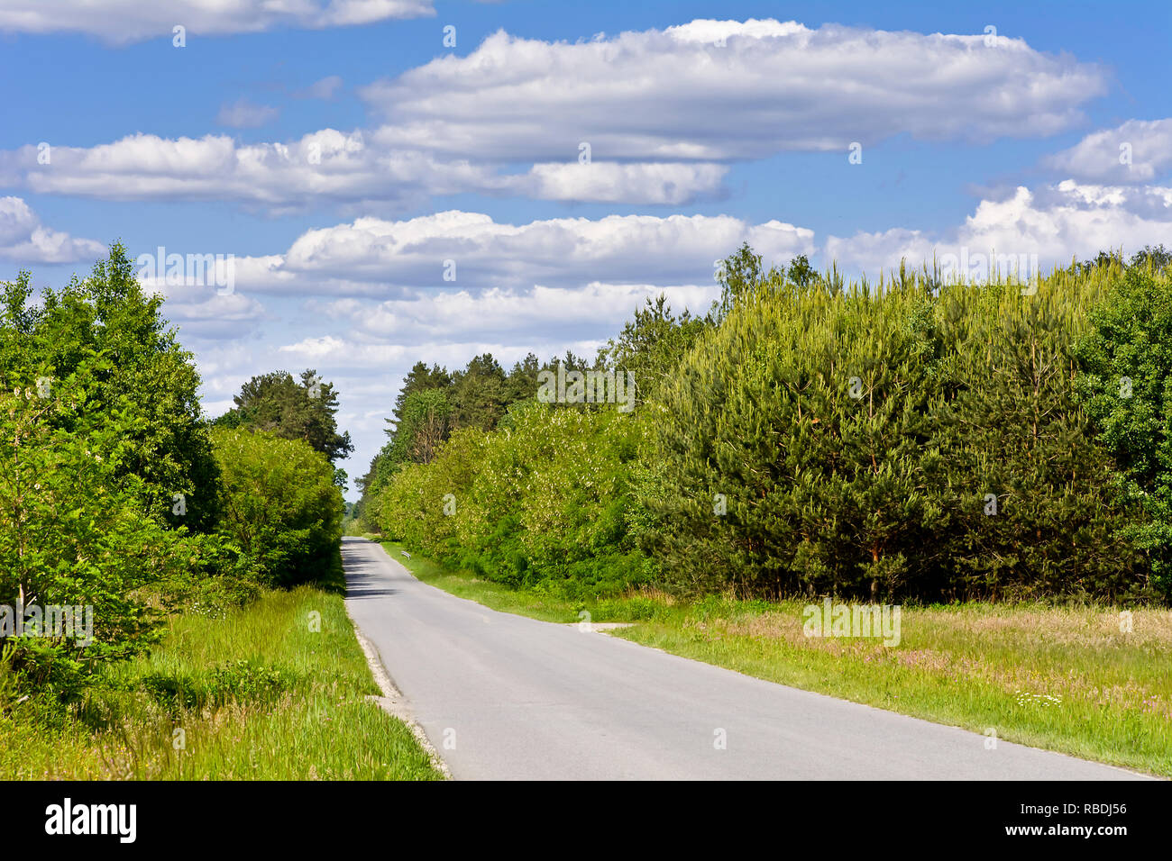 Asphalt road through green forest on a sunny spring day Stock Photo - Alamy