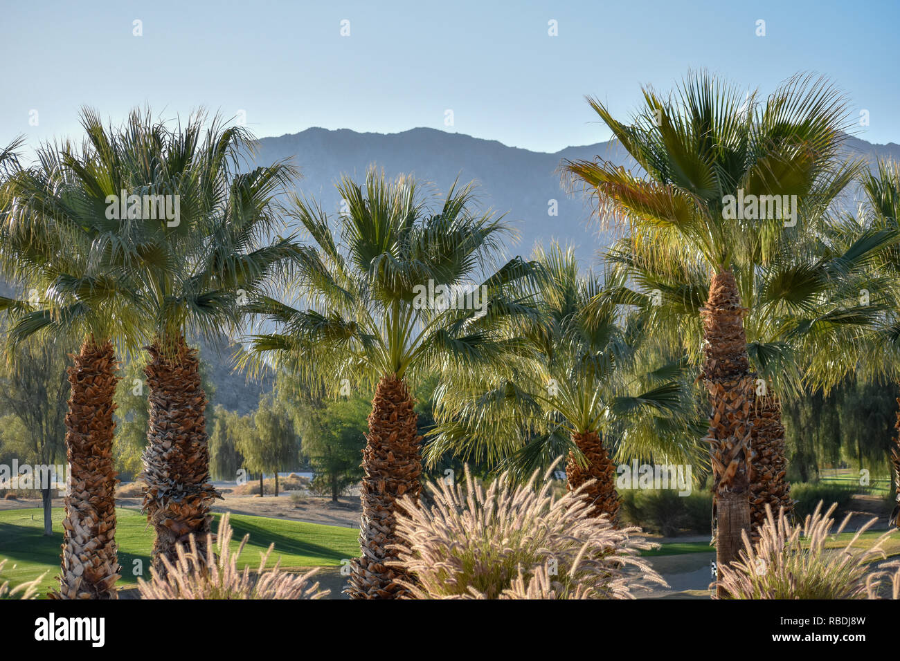 Palm Springs Palm Trees Stock Photo Alamy