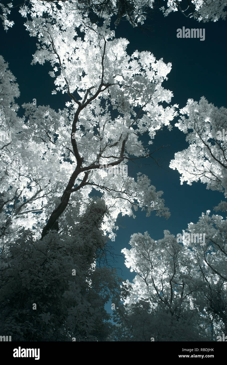 Infrared trees hi-res stock photography and images - Alamy