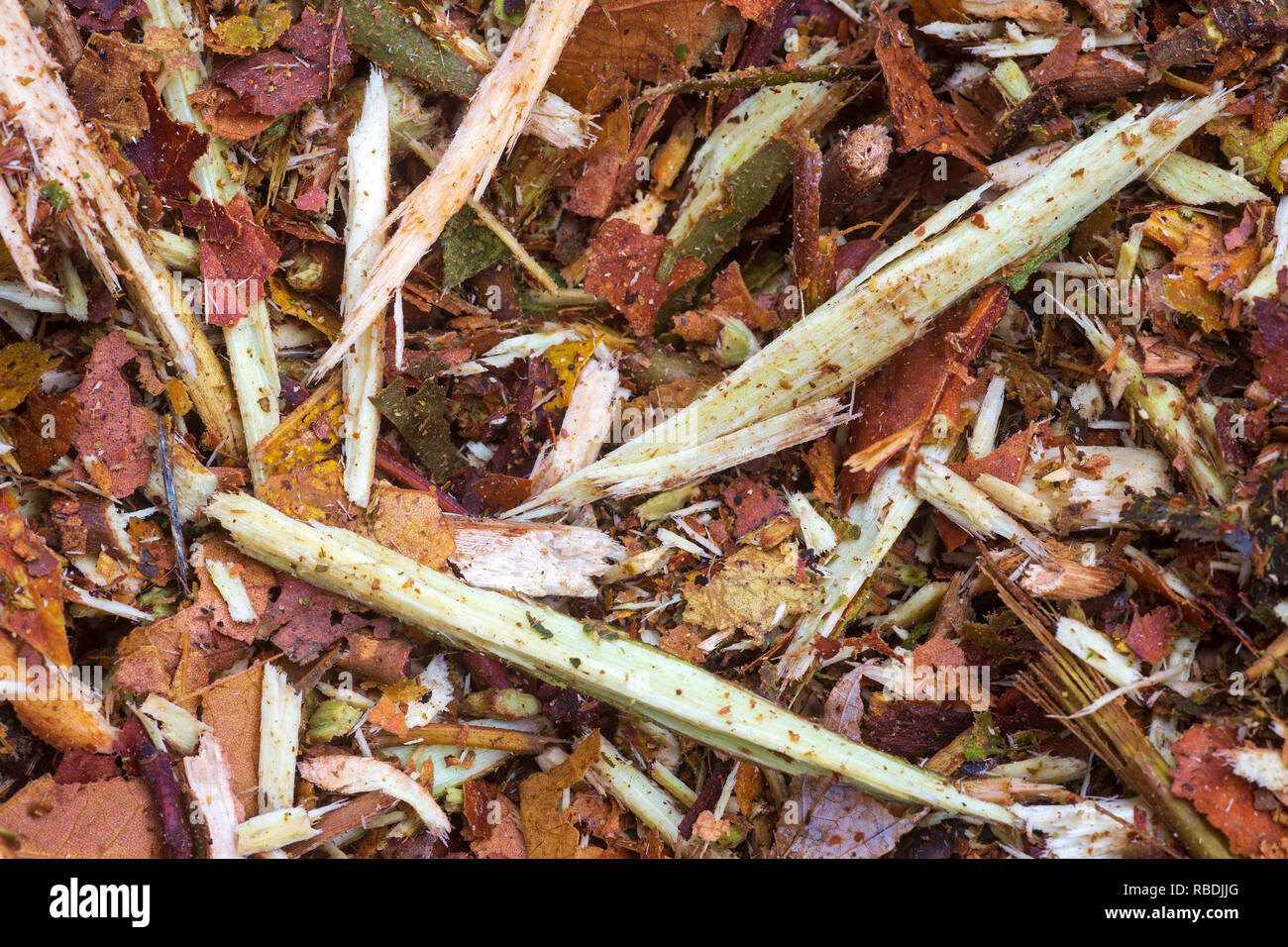 A close picture of a ramial chipped wood (RCW) heap. Used as mulch, those woodchips serve to reinstate the soil biological activity. Stock Photo