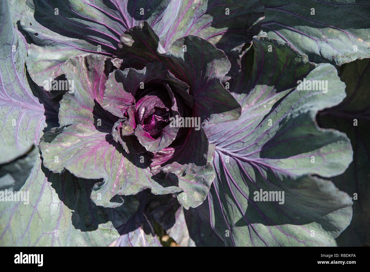A closeup of an organic cabbage growing in a sunny field Stock Photo