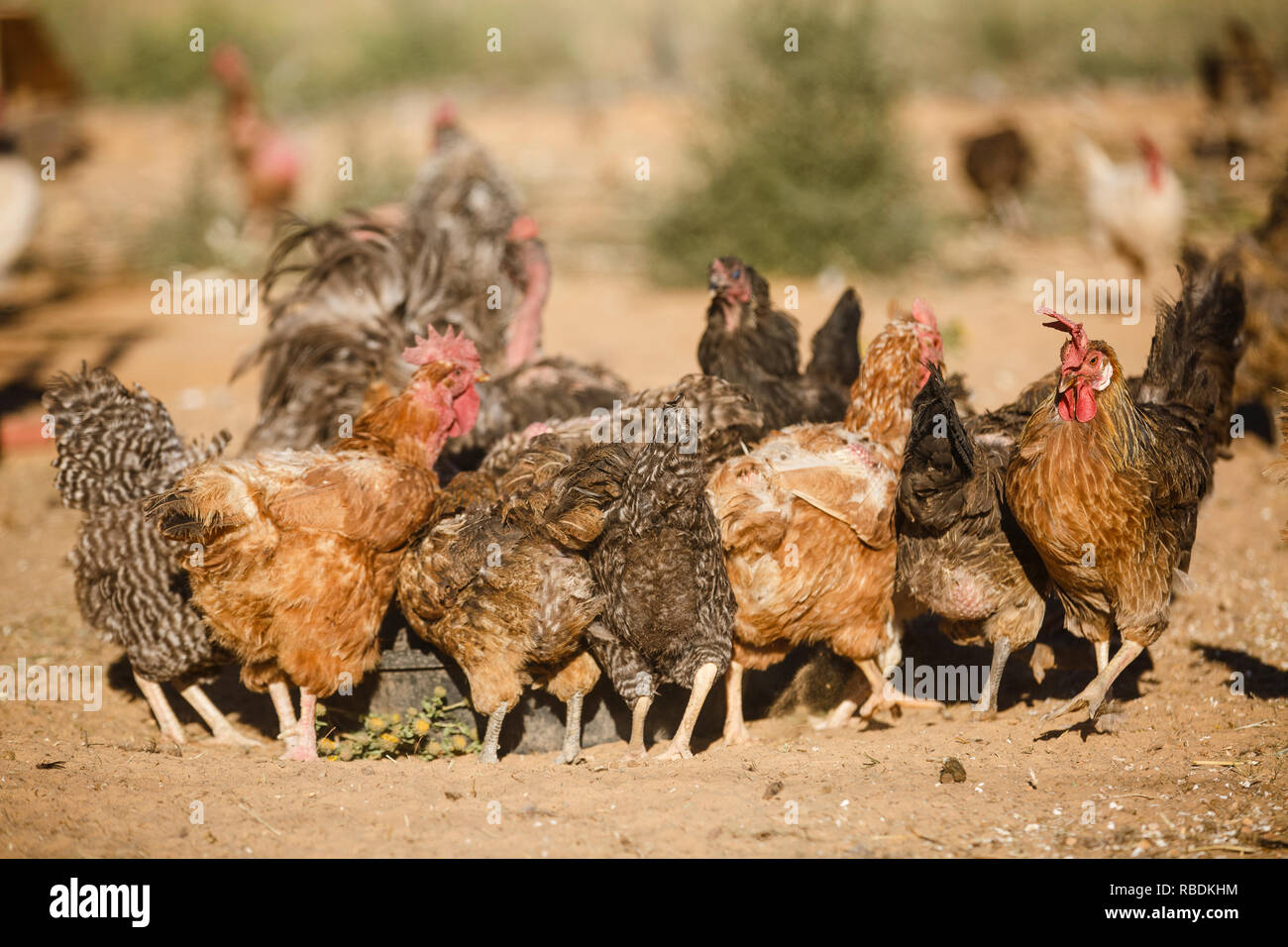 a group of free range chickens gather around feed on a farm Stock Photo