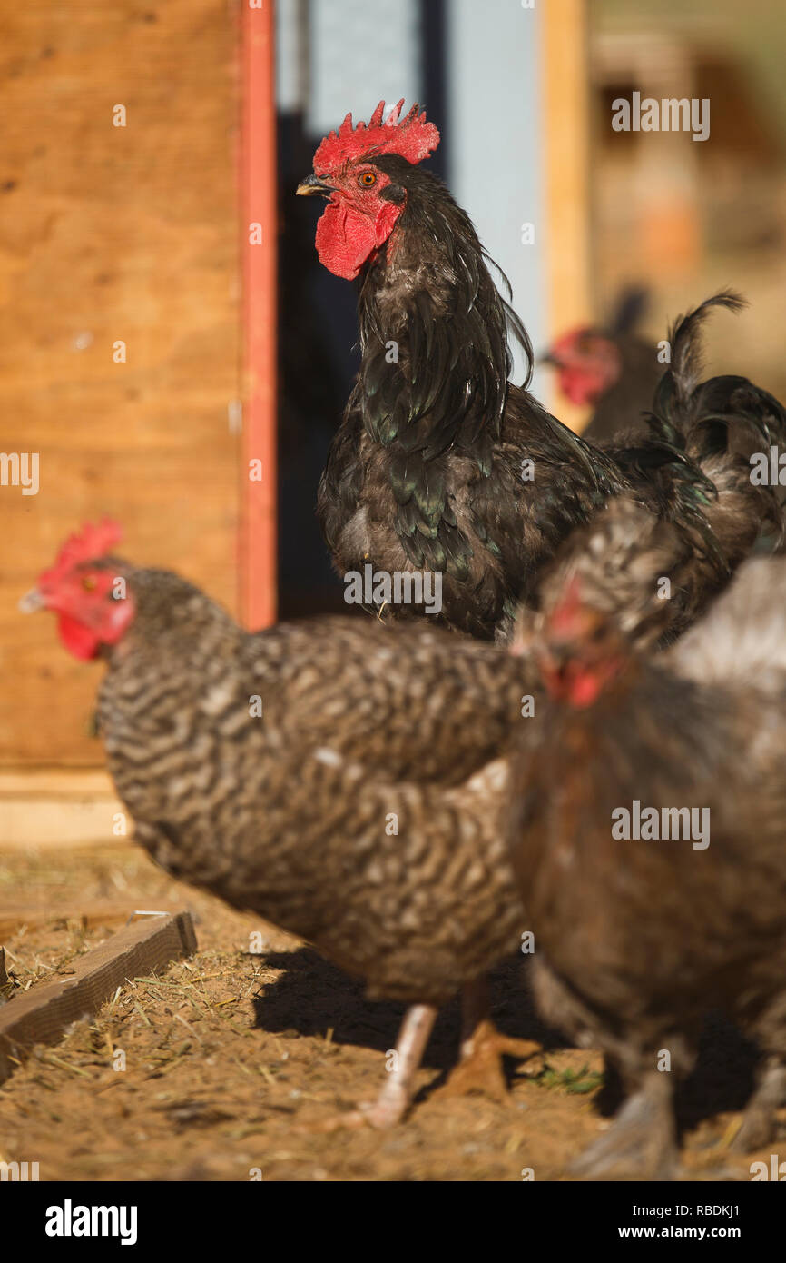 black and white chickens roam in an outdoor pen on a farm Stock Photo