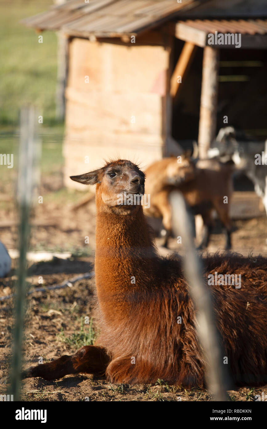 An alpaca stands in a field on an organic farm in Utah Stock Photo