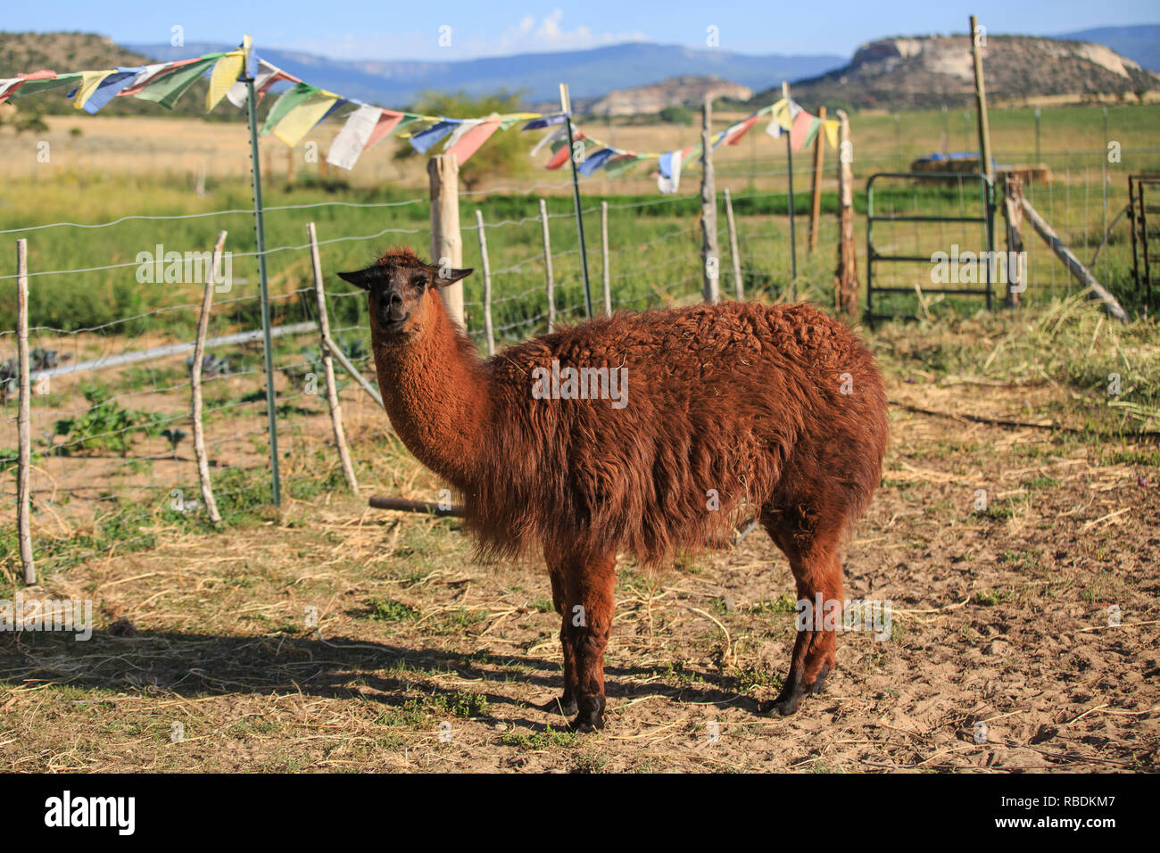 A llama stands in a field on an organic farm in Utah, with a vast landscape and Tibetan prayer flags hanging the background Stock Photo
