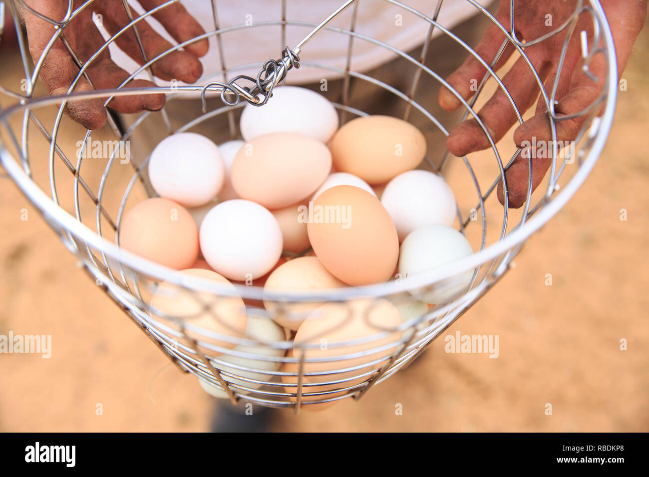 A farmer holds a basket of organic eggs Stock Photo