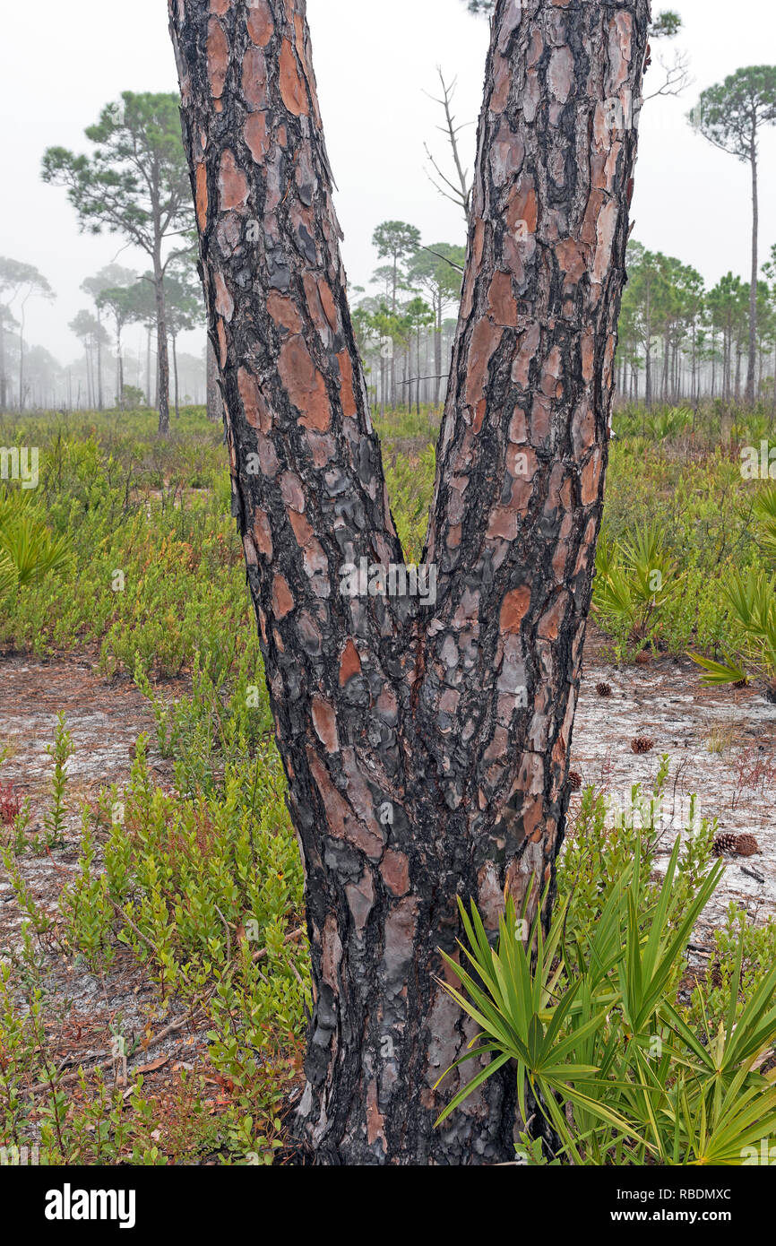 Fire Damage on a Slash Pine in Bald Point State Park in Florida Stock Photo