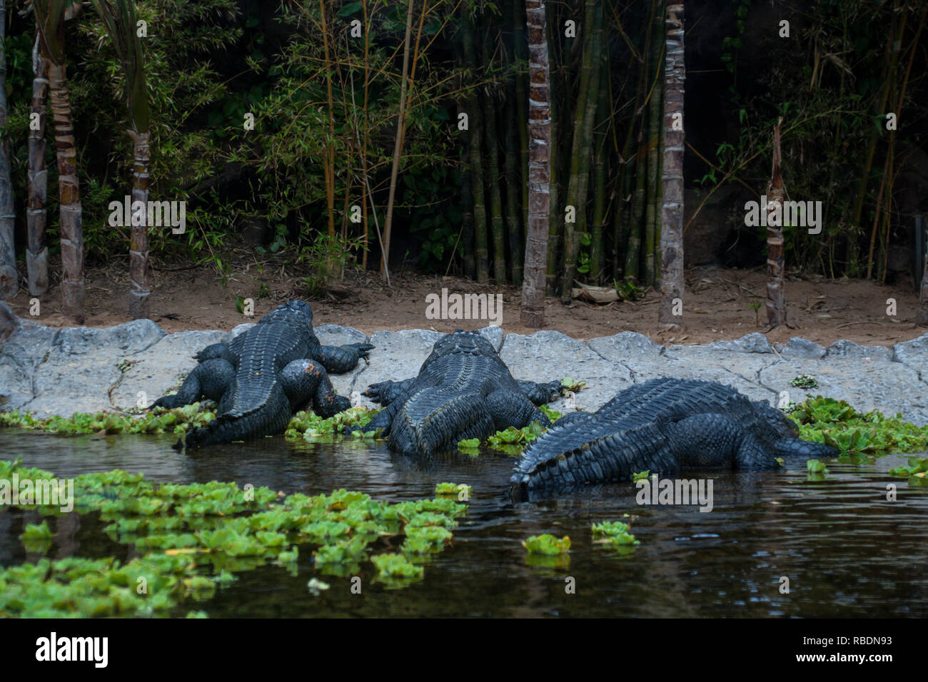 A nice photograph of three alligators relaxing at a river Stock Photo