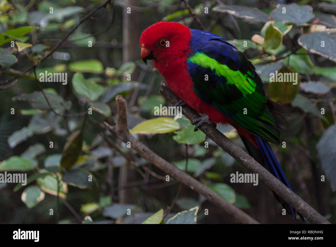 A nice photo of a beautiful Australian king parrot (Alisterus scapularis) Stock Photo