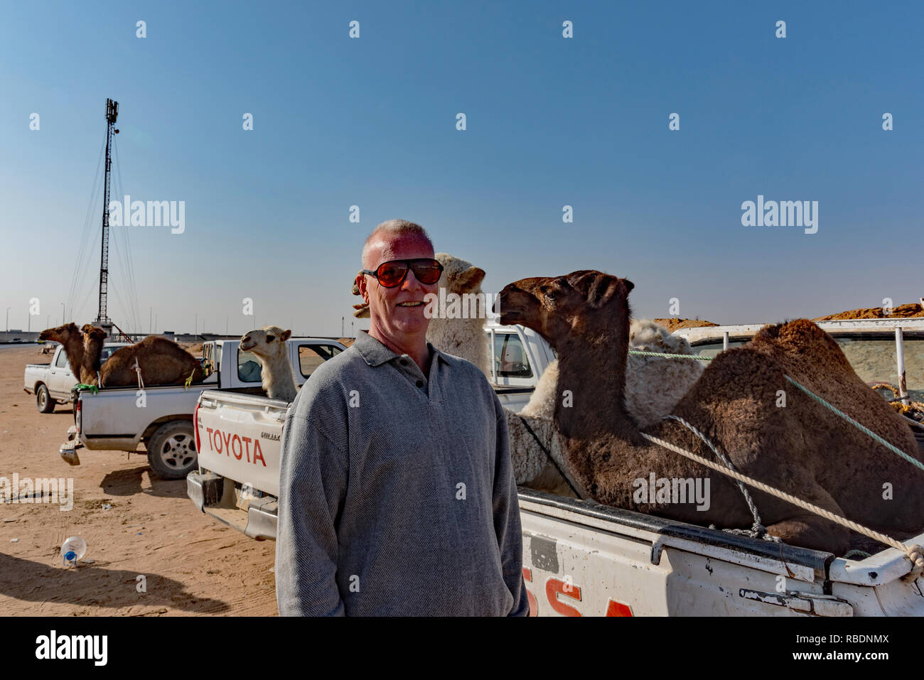 Camels for sale in Saudi Arabia. Stock Photo