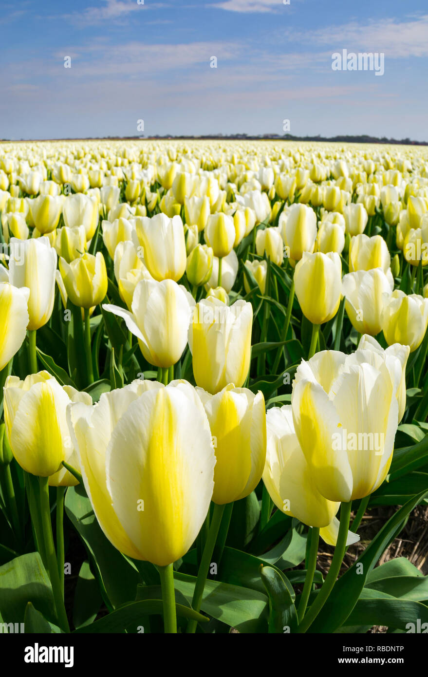 The tulip fields on a beautiful Spring afternoon. Holland/ Netherlands ...