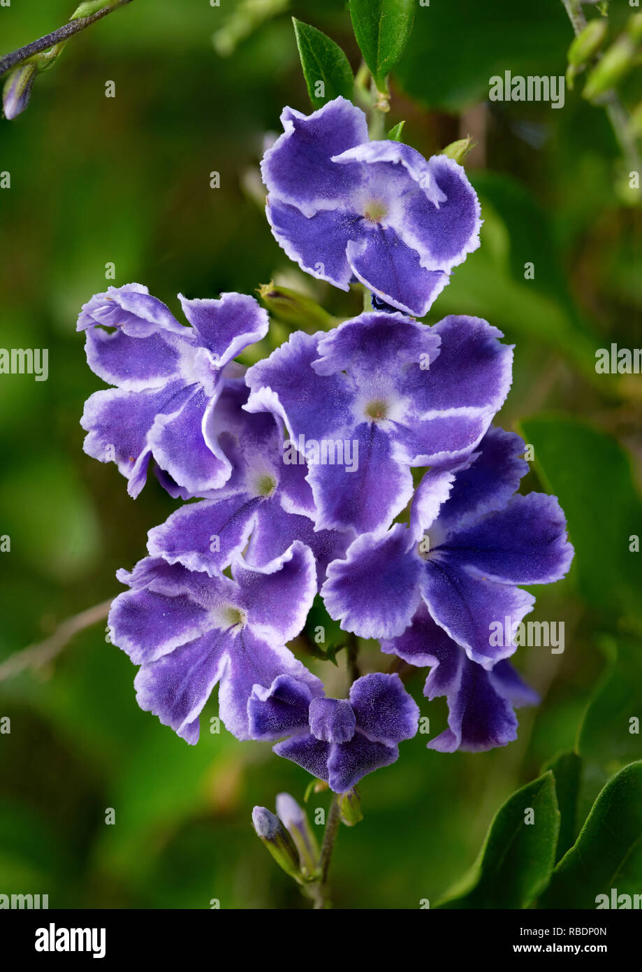 Close-up of flower on Geisha Girl, a member of the verbena group of plants. Stock Photo