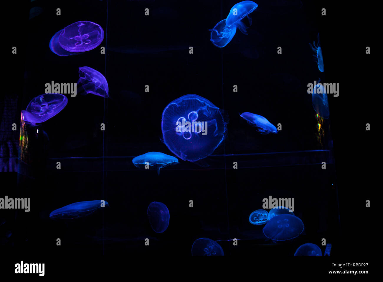 A beautiful public exhibition of captive saltwater jellyfish (Medusozoa) at a zoo Stock Photo