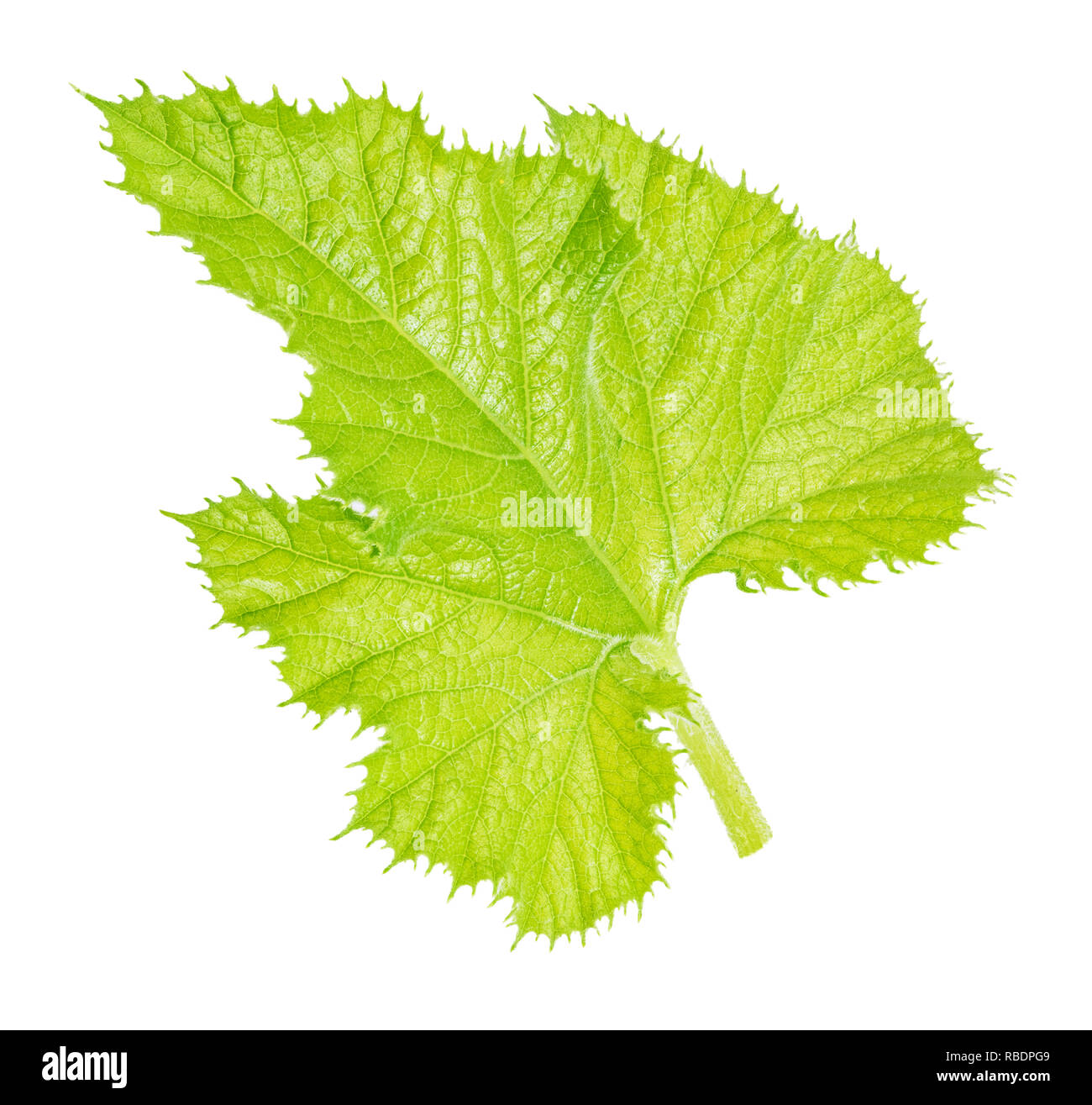 Green zucchini leaf isolated on white background. Clipping path Stock Photo