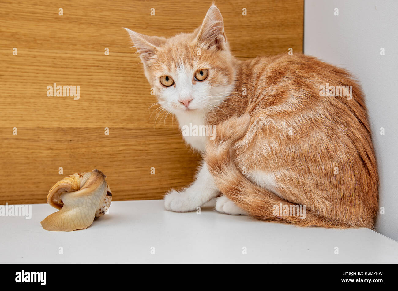 cat and snail on a white background Stock Photo - Alamy
