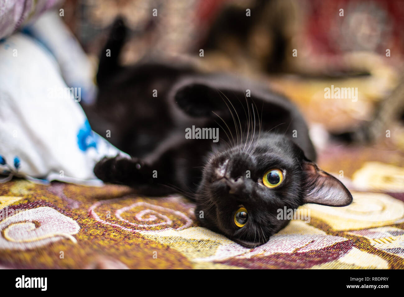Funny beautiful black cat at home Stock Photo Alamy
