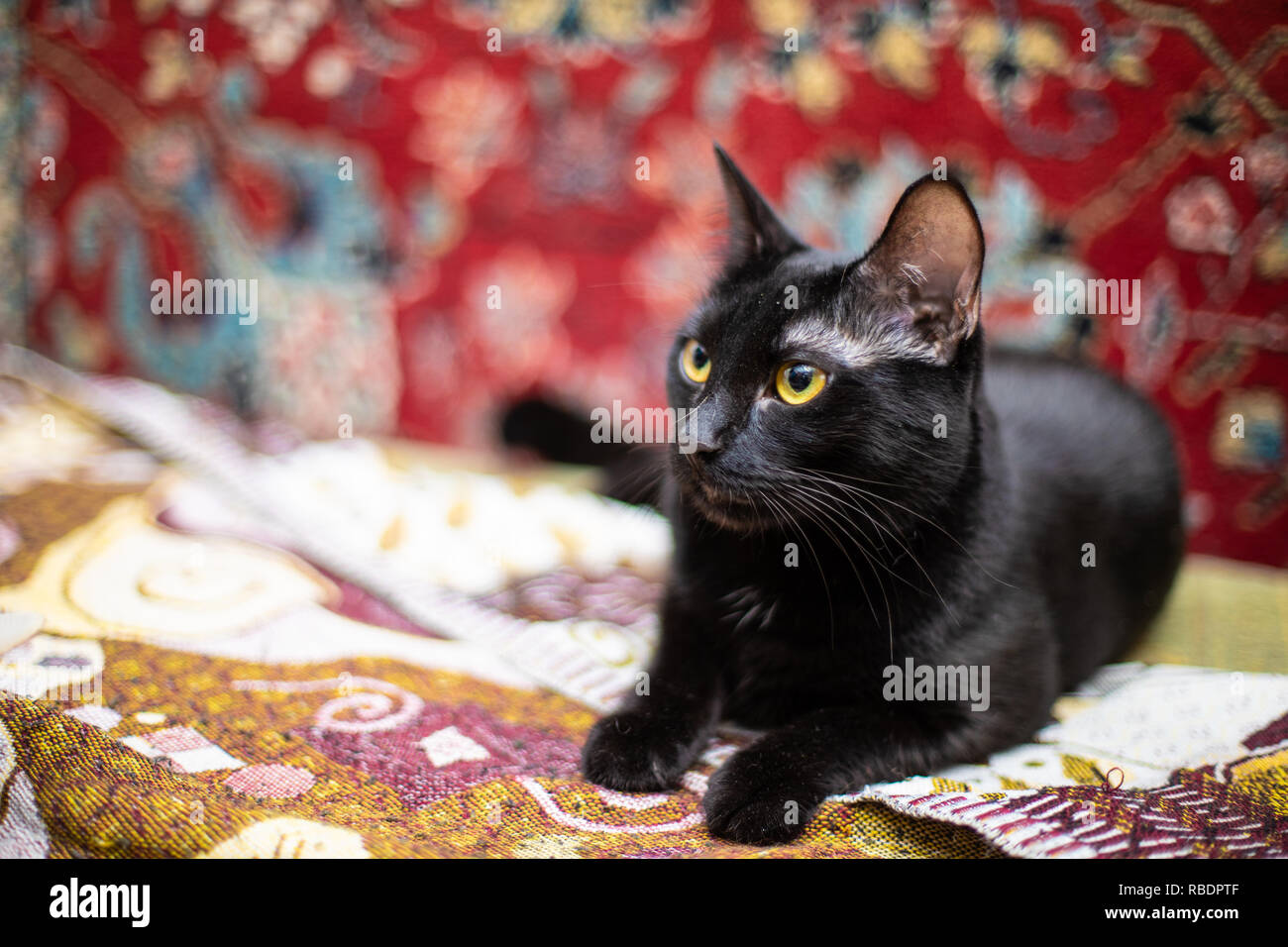 Funny beautiful black cat at home Stock Photo Alamy