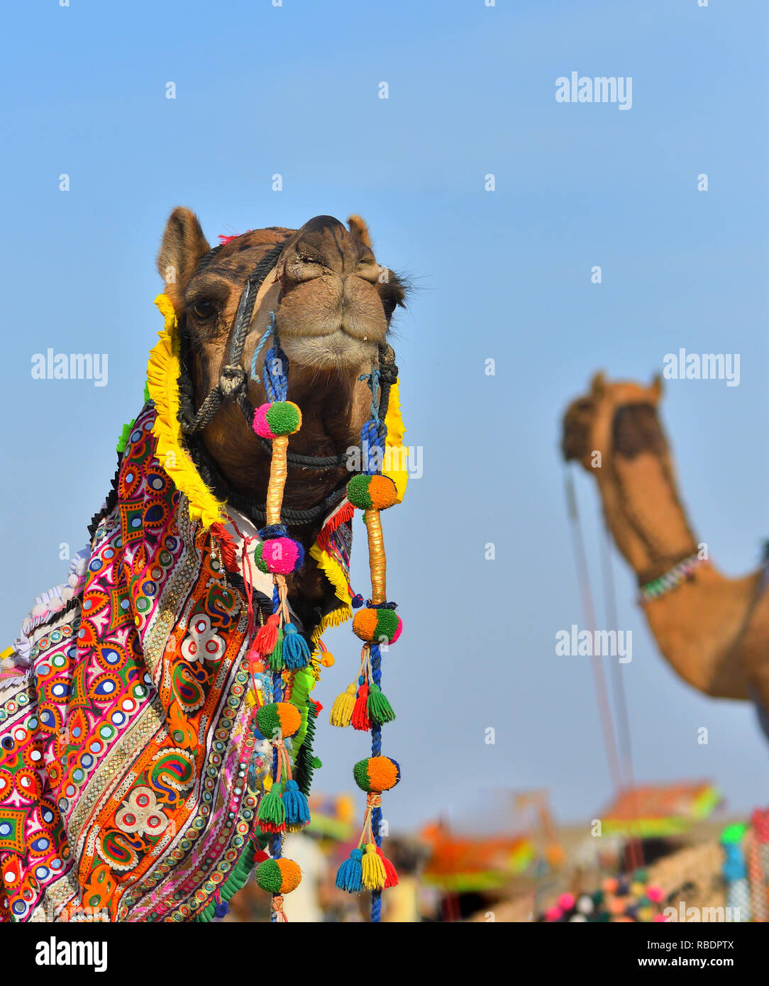 head of Decorated Camel at Greater Rann of Kutch, Gujarat, India Stock Photo