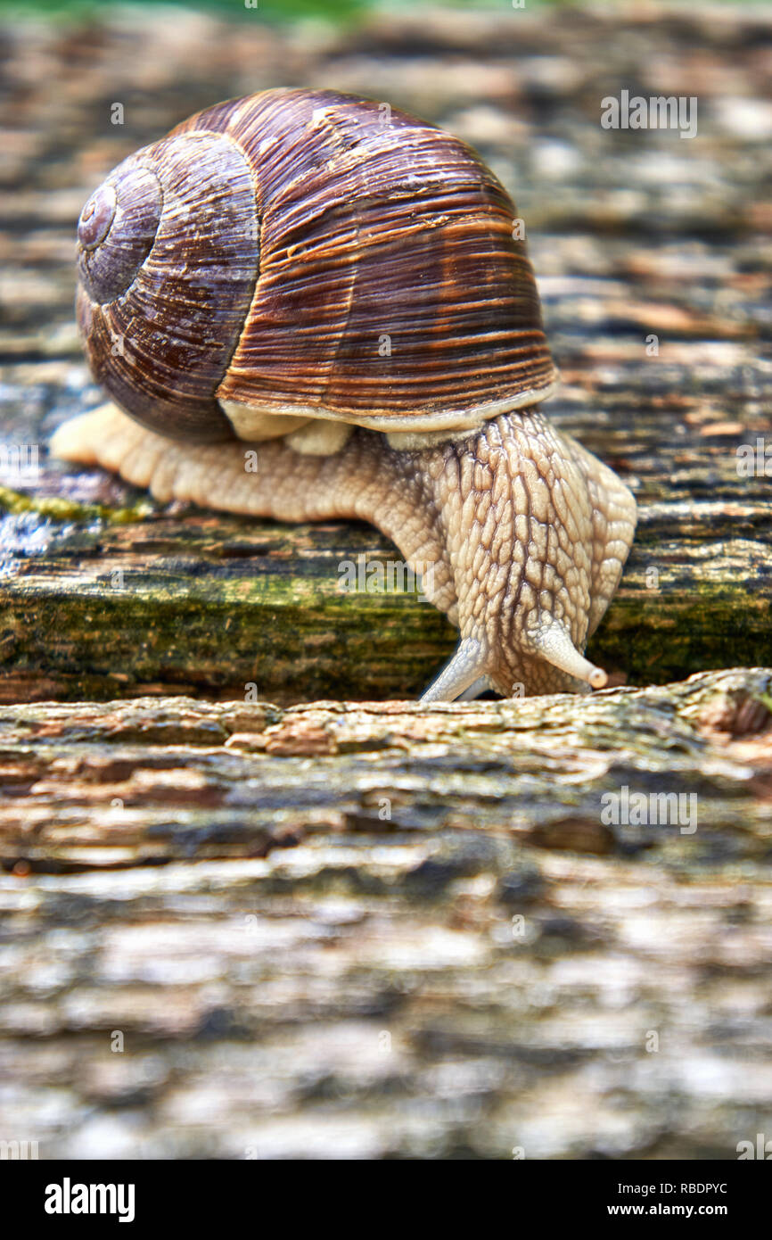 Helix pomatia also Roman snail or burgundy snail creeps into a gap between the wood. Pulmonary gastropod mollusk, family Helicidae Stock Photo