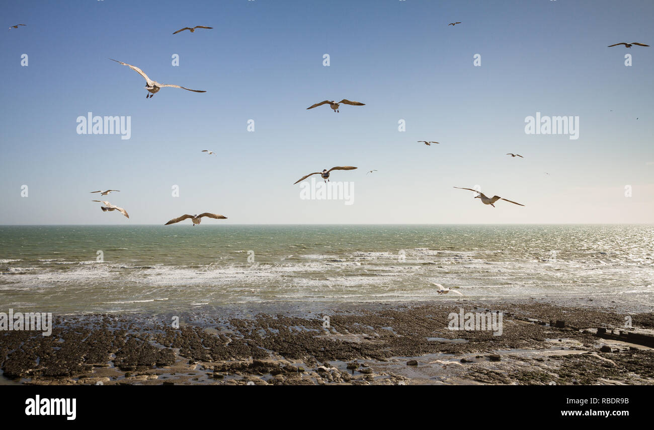 Seagulls glide and soar on the thermals near the shore of Ovingdean in East Sussex Stock Photo