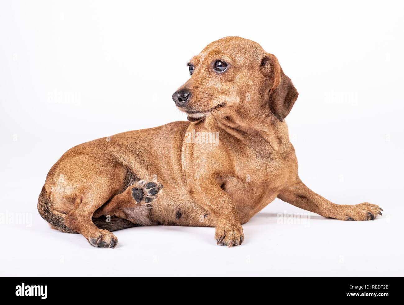 Teckel breed dog lying on its side and looking to the left, Stock Photo