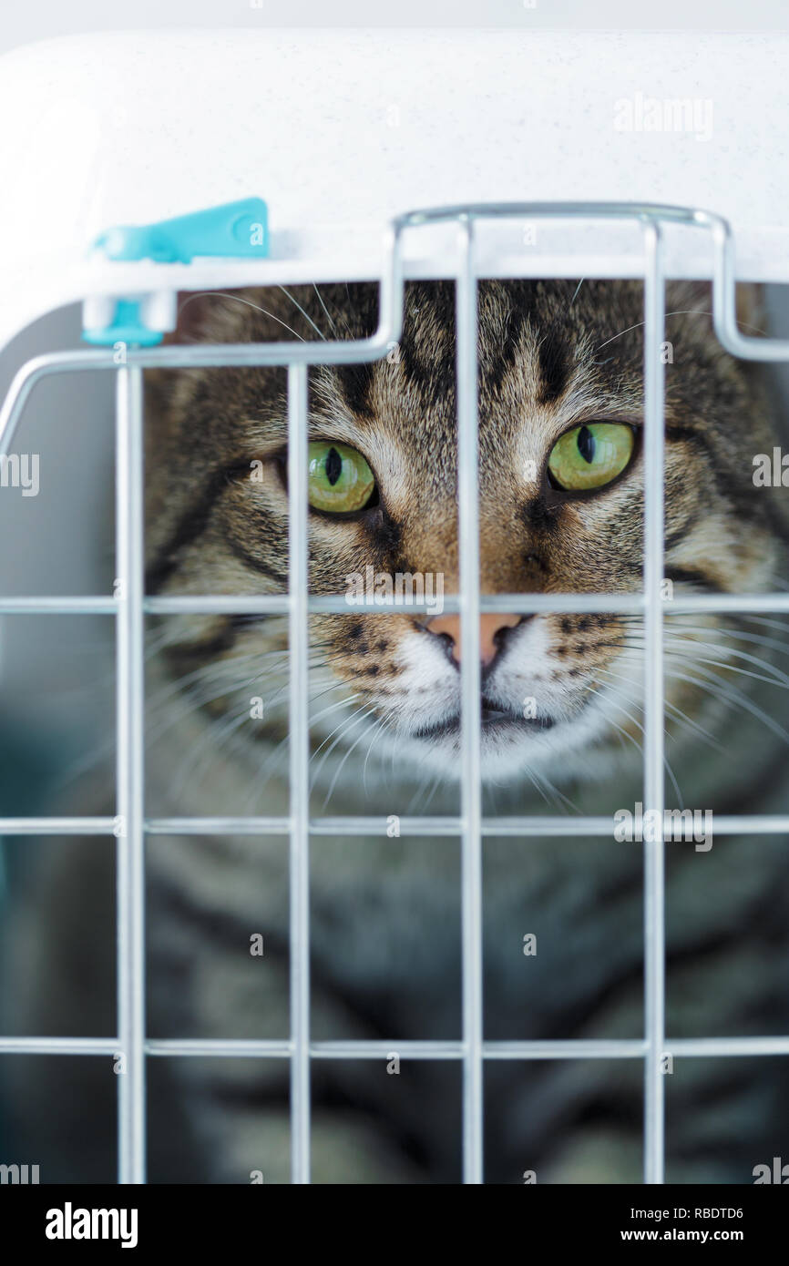 Gray cat in a cage for transportation. Carrying for animals. Relocation and animal transportation concept Close up Stock Photo