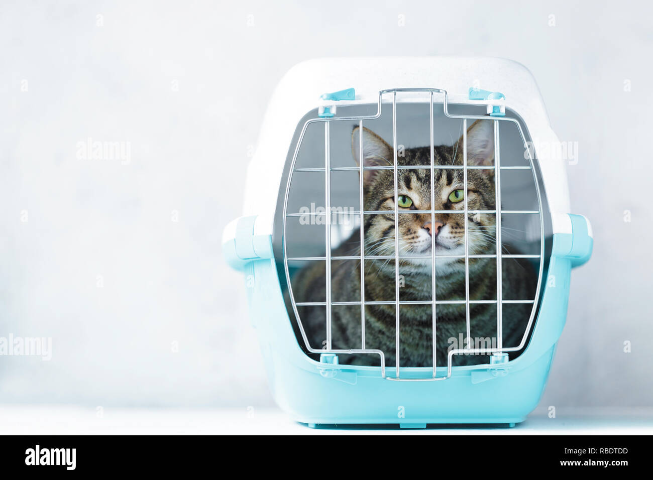 Gray cat in a cage for transportation. Carrying for animals. Relocation and animal transportation concept Copy space Stock Photo