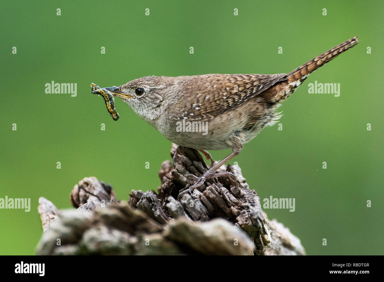 Close-up of house wren with insect prey in late May Stock Photo