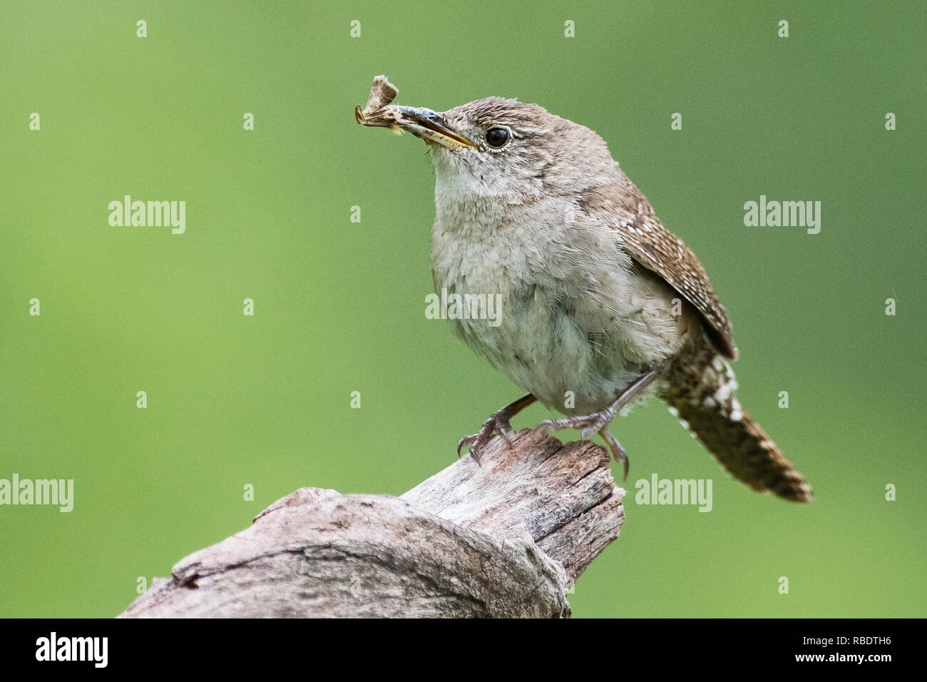 Close-up of house wren with insect prey in late May Stock Photo