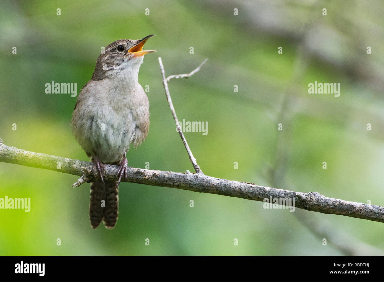 Close-up of house wren singing in late May Stock Photo