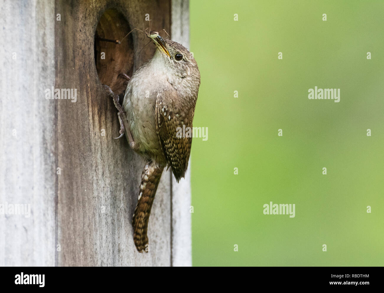 Close-up of house wren at nest box with insect prey in late May Stock Photo