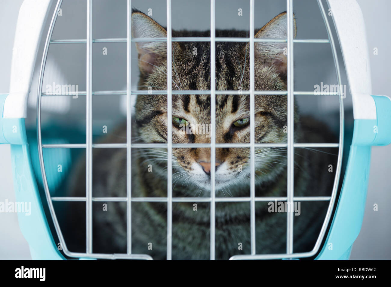 Gray cat in a cage for transportation. Carrying for animals. Relocation and animal transportation concept Stock Photo