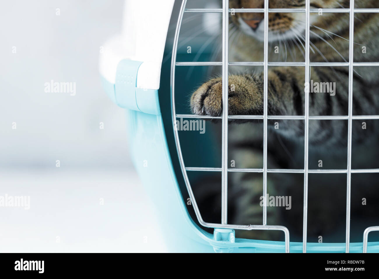 Gray cat in a cage for transportation. Cat paw trying to open the cage Carrying for animals. Relocation and animal transportation concept Stock Photo