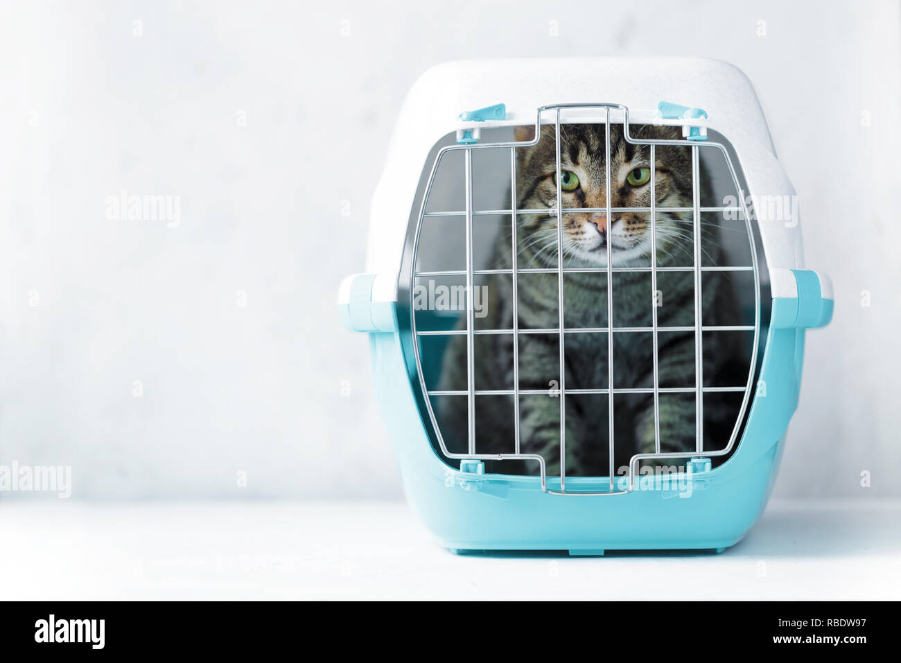Gray cat in a cage for transportation. Carrying for animals. Relocation and animal transportation concept Stock Photo