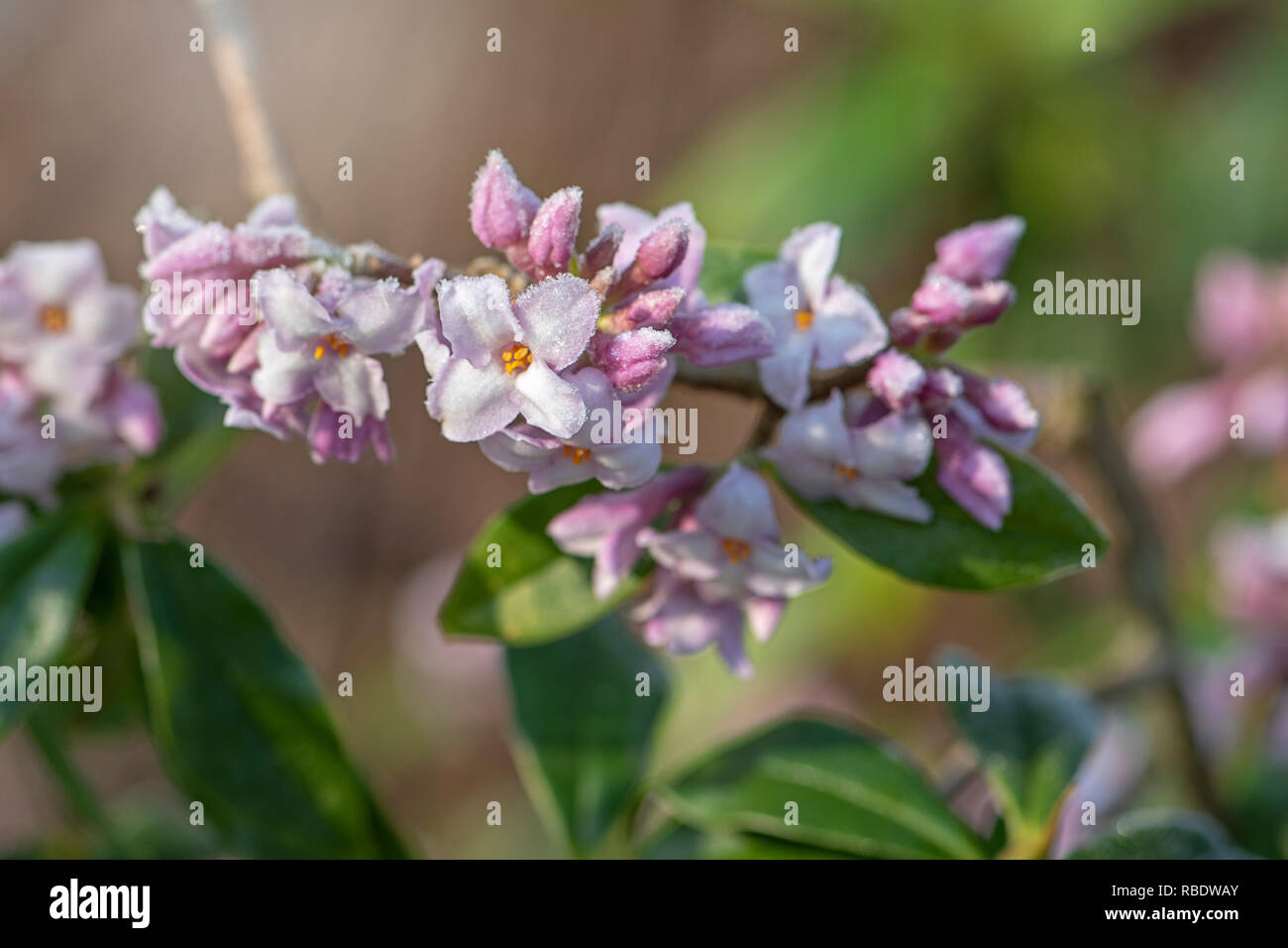 Close-up image of the early spring flowering shrub Daphne Bholua 'Jacqueline Postill' Stock Photo