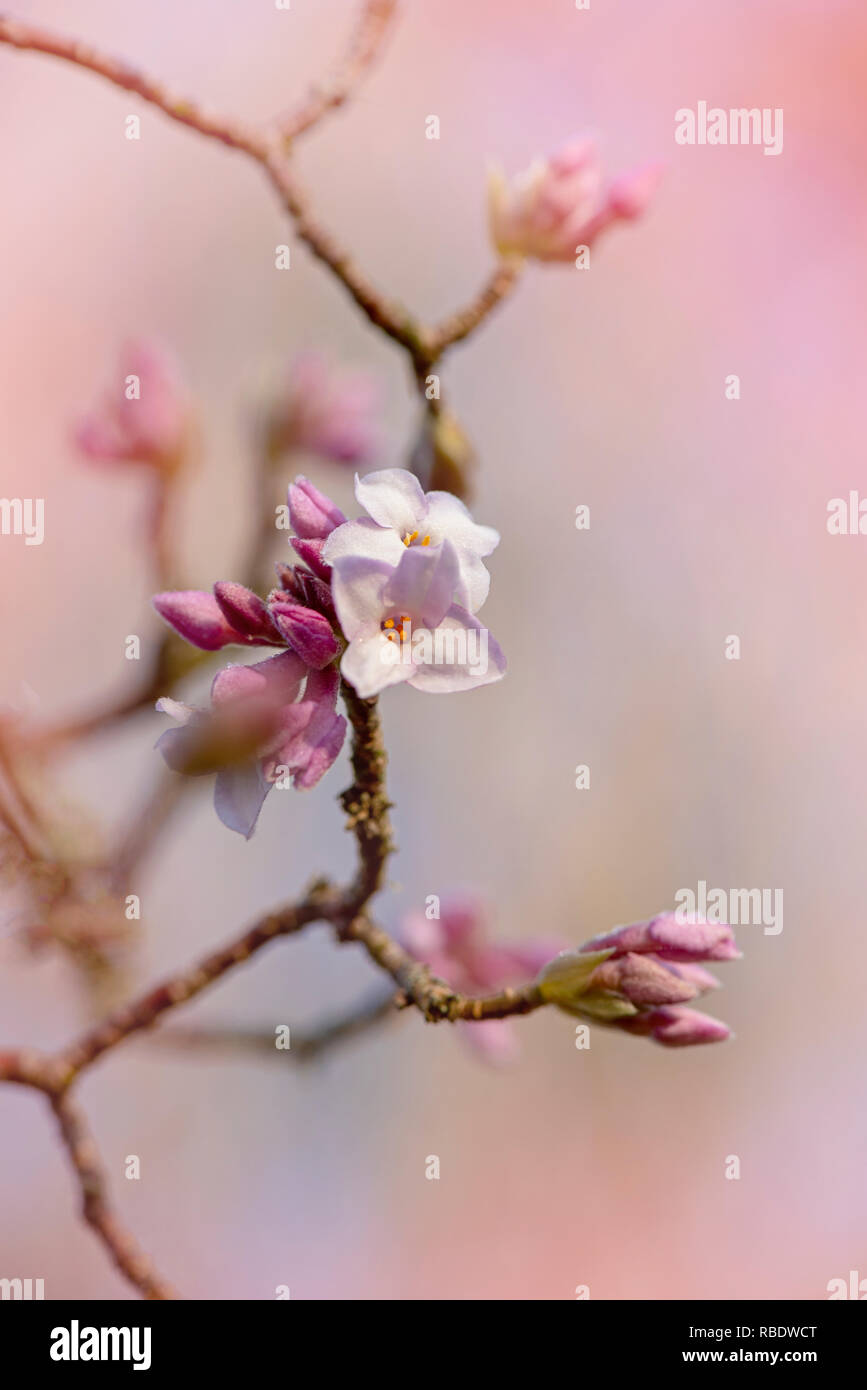 Close-up image of the early spring flowering shrub Daphne Bholua 'Jacqueline Postill' Stock Photo